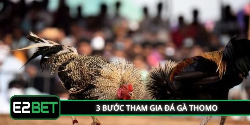 3 bước tham gia đá gà Thomo 