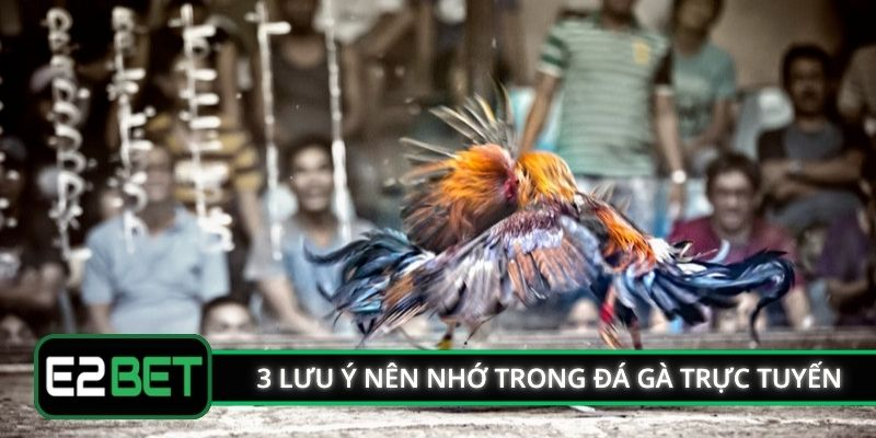 3 lưu ý nên nhớ trong đá gà trực tuyến E2BET