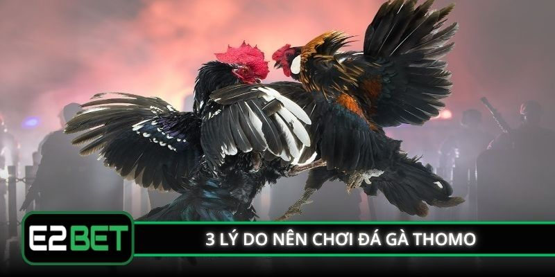 3 lý do nên chơi đá gà Thomo 