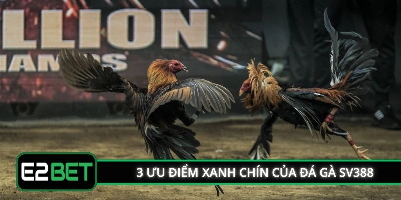 3 ưu điểm xanh chín của đá gà SV388