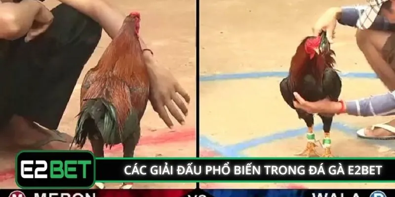 Các giải đấu phổ biến trong đá gà E2BET