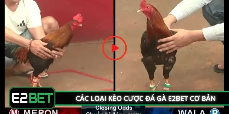 Các loại kèo cược đá gà E2BET cơ bản