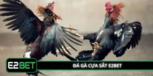 Đá Gà Cựa Sắt E2BET