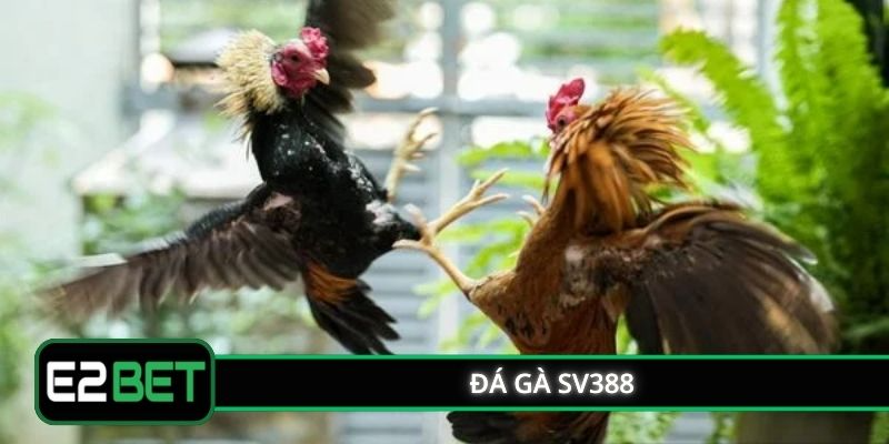 Đá Gà SV388