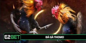 Đá Gà Thomo