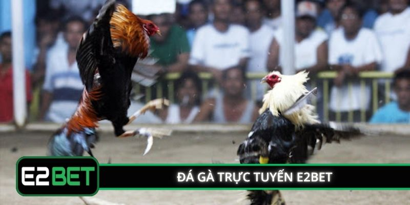 Đá Gà Trực Tuyến E2BET