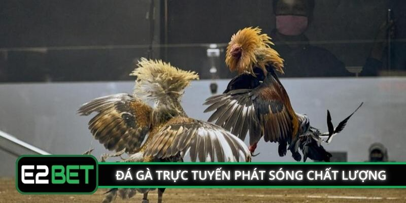 Đá gà trực tuyến E2BET phát sóng chất lượng