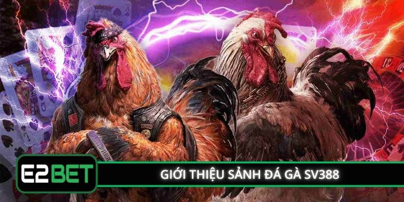 Giới thiệu sảnh đá gà SV388