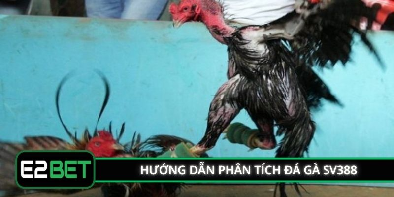 Hướng dẫn phân tích đá gà SV388