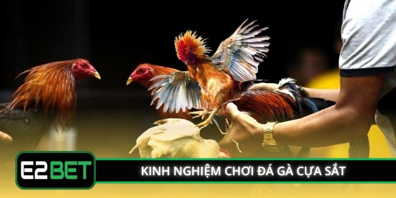 Kinh nghiệm chơi đá gà cựa sắt 