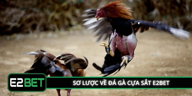 Sơ lược về đá gà cựa sắt E2BET