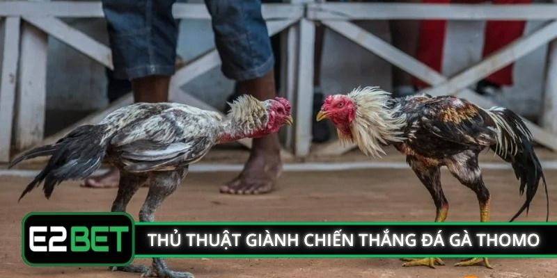 Thủ thuật giành chiến thắng đá gà Thomo 